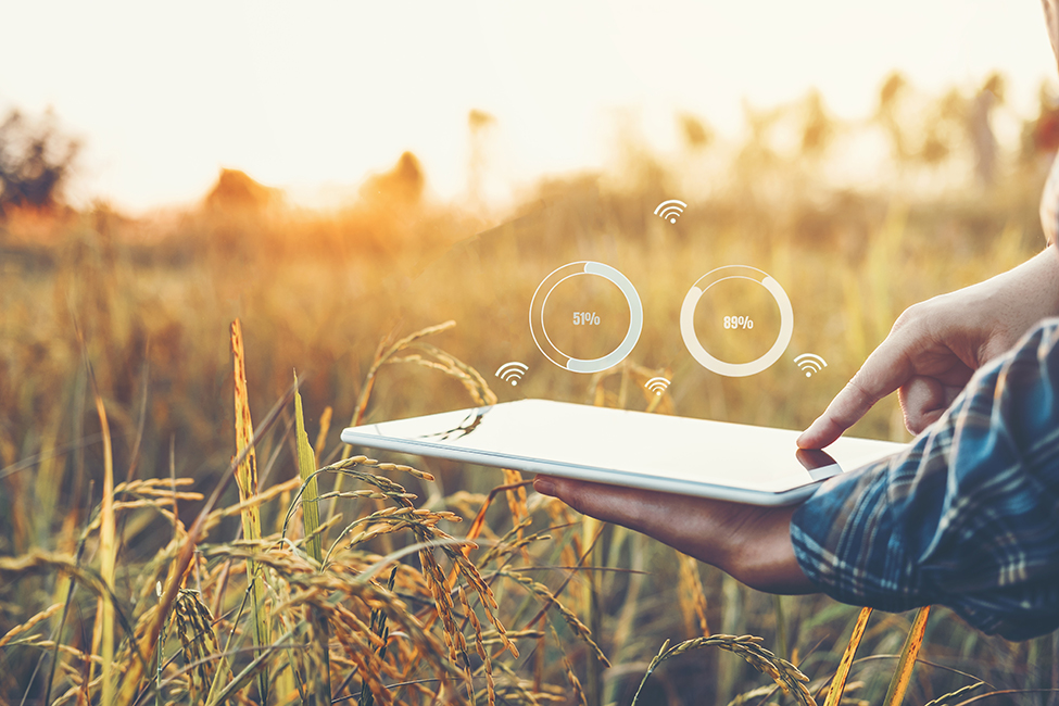 Person nutzt ein Tablet mit eingeblendeten Datenanzeigen zur Überwachung eines Getreidefeldes bei Sonnenuntergang.
