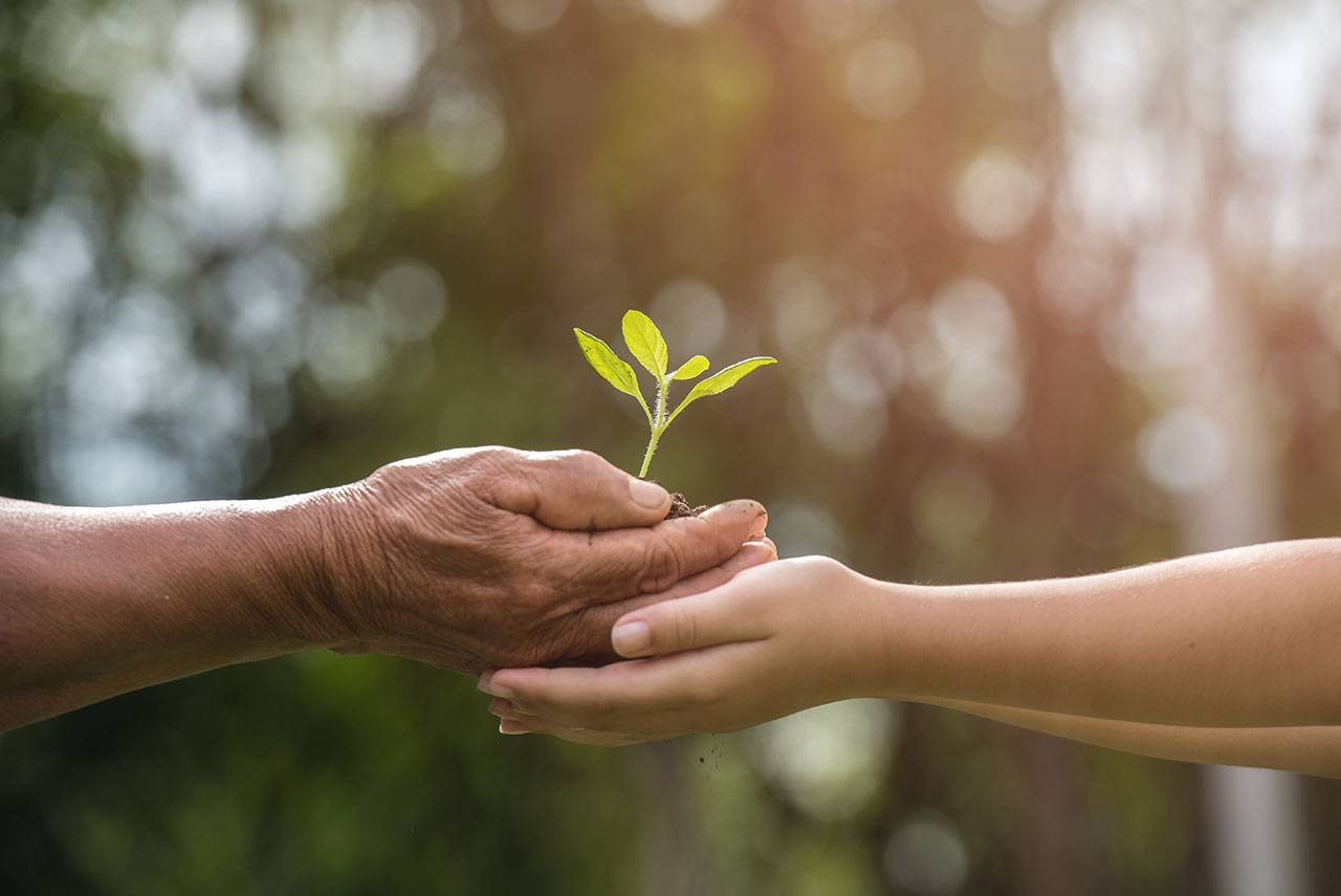 Ältere und jüngere Hände halten gemeinsam eine kleine Pflanze – Symbol für Generationenverantwortung und Umweltschutz